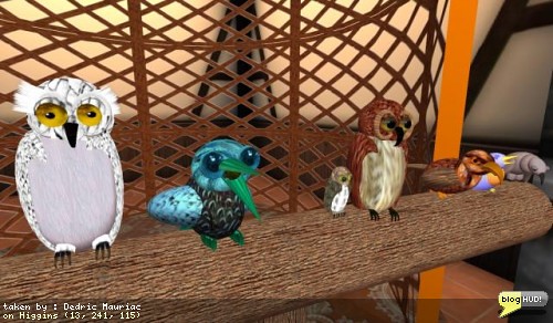 Detailed bird shoulder pets